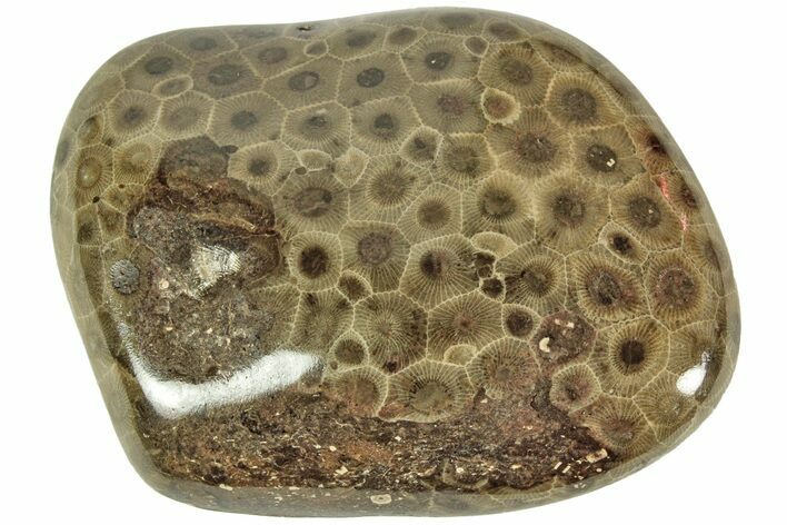 Polished Petoskey Stone (Fossil Coral) - Michigan #212173